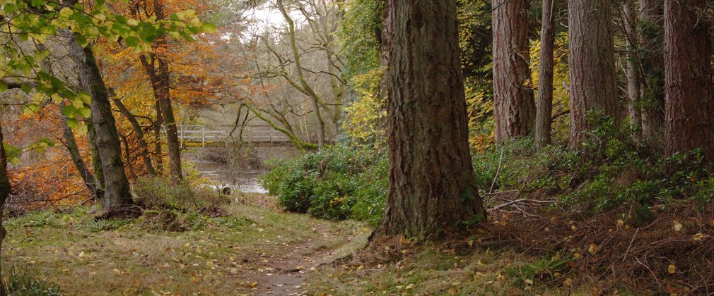 small un-surfaced trail winding through dark autumnal trees to lake in the distance 