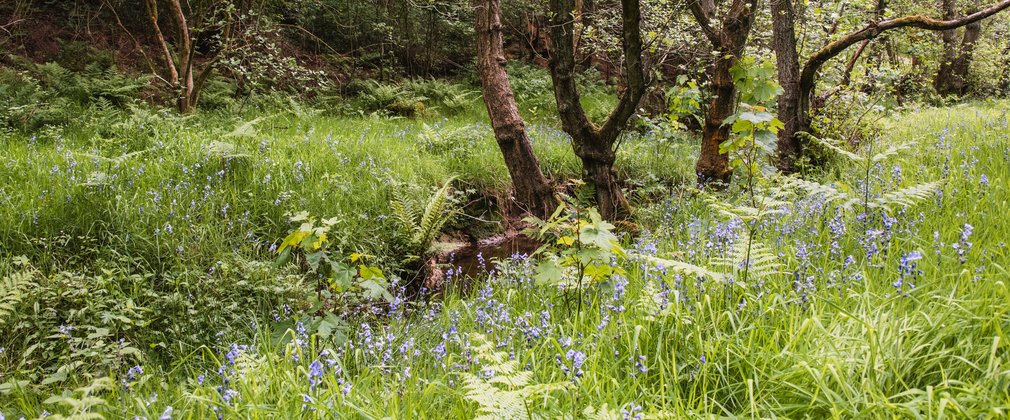Bluebells and smaller trees running along a forest riverbank