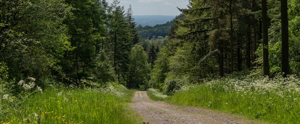 A forest track with trees either side. In the distance is a view across a valley covered by forest.