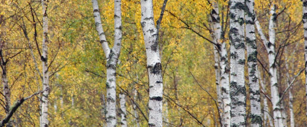 A close-up of a stand of silver birch trees