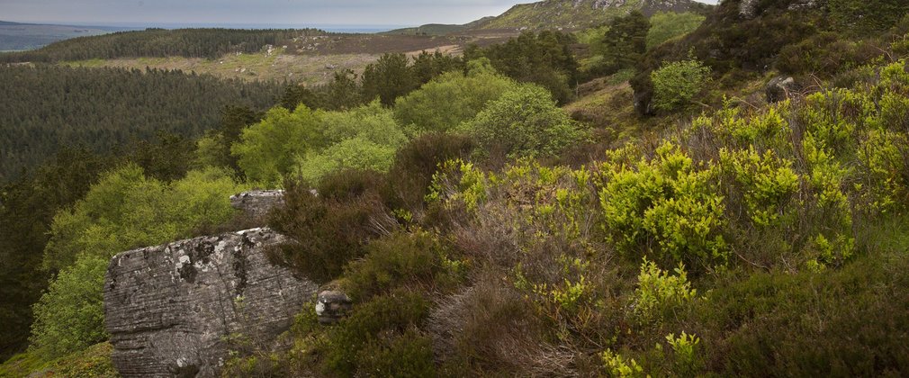 Forests of Rothbury 3 Simonside