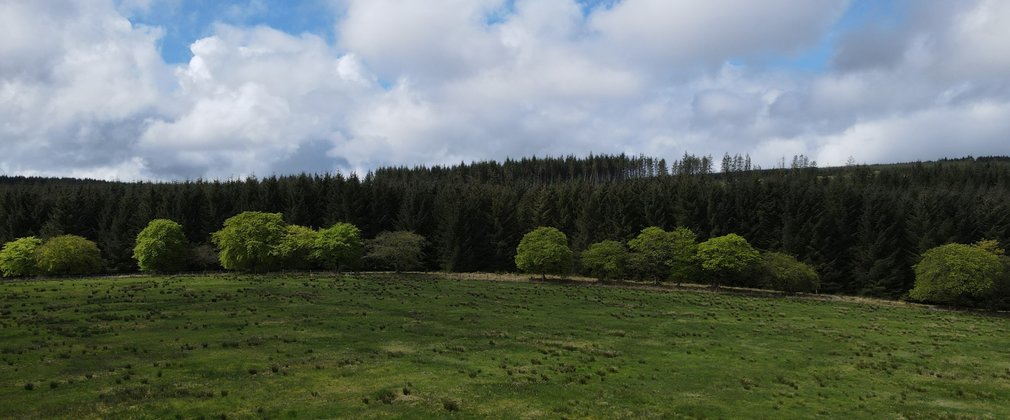 A partial aerial view of large grassed area next to broadleaf and conifer trees.