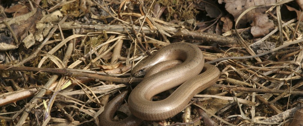 Slow worm