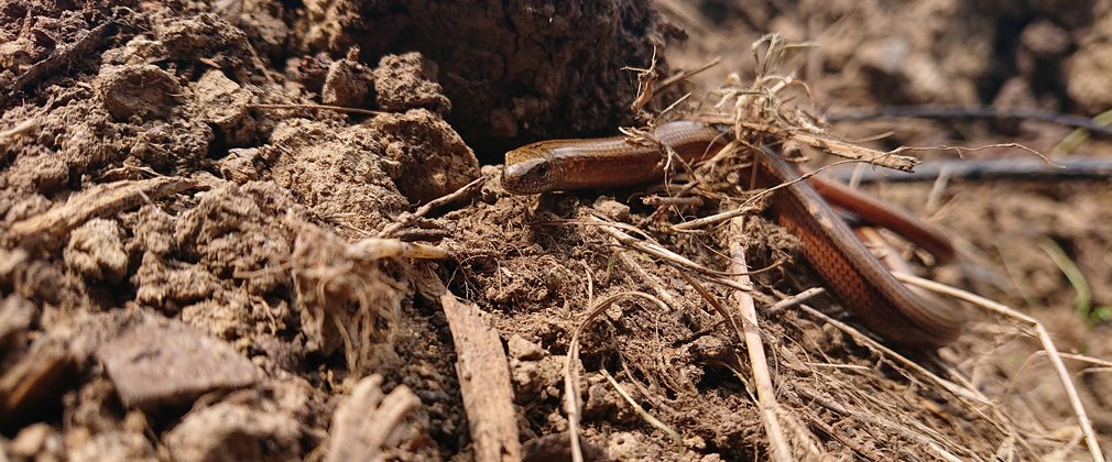 Slow worm on compost at Bedgebury National Pinetum