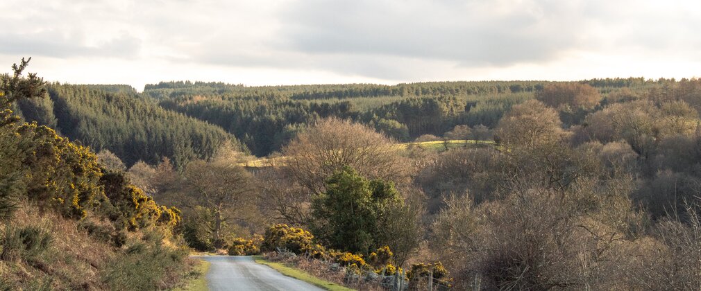 A road going down into a tree covered valley surrounded by gorse bushes.