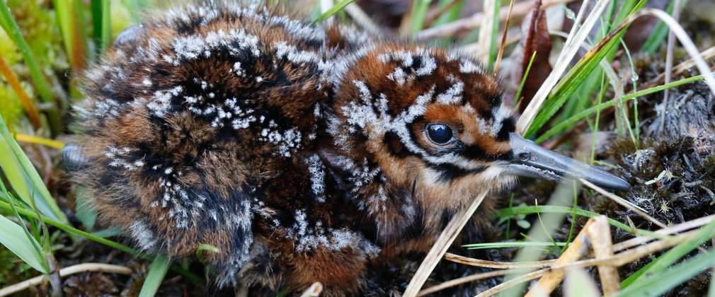 Fluffy chick nesting on the ground