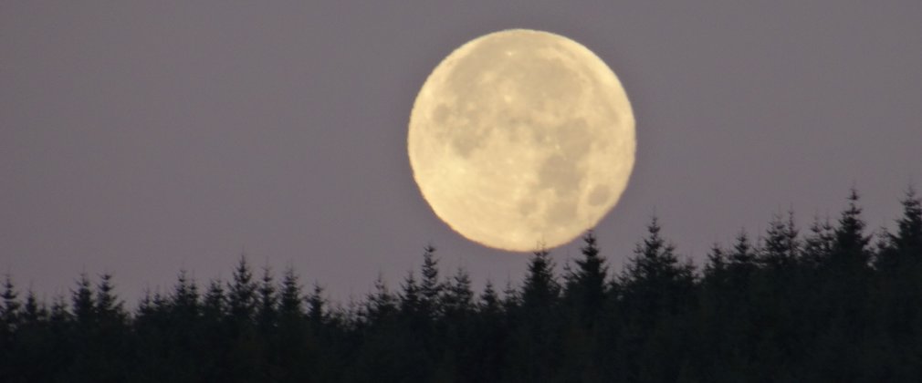 Moon rising over a forest