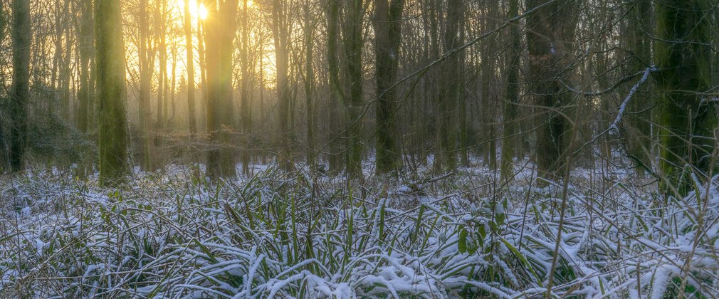 Snow settling on the forest floor