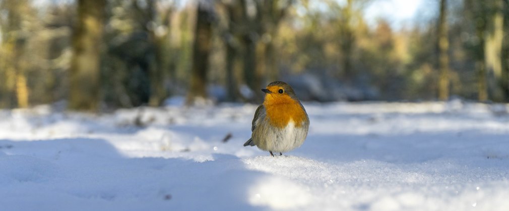 Robin perched on top of the snow dusted forest floor