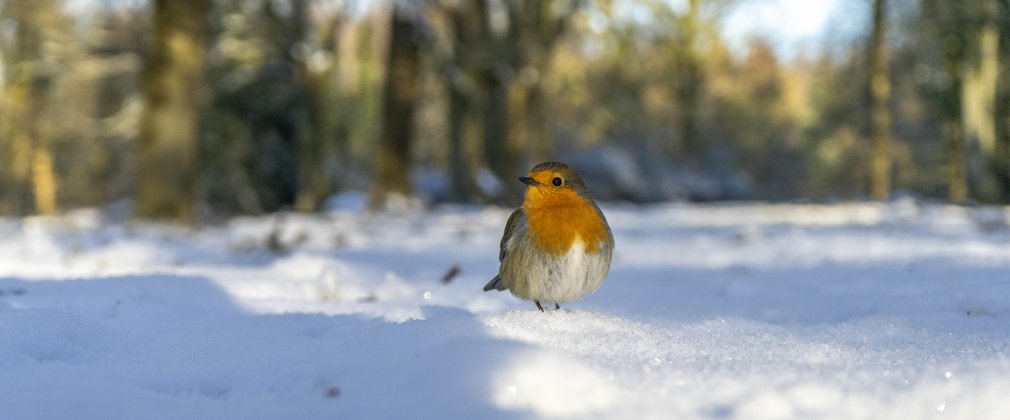Robin perched on top of the snow dusted forest floor