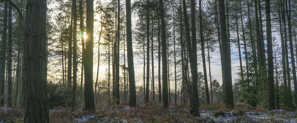 Tall trees dotted around the snowy forest floor with sun shining through