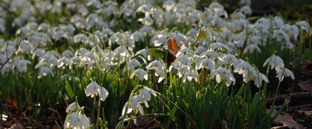 Snowdrops in the forest 