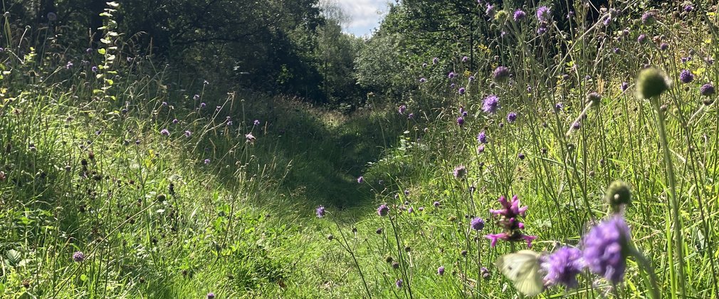 Grass meadow with wildflowers