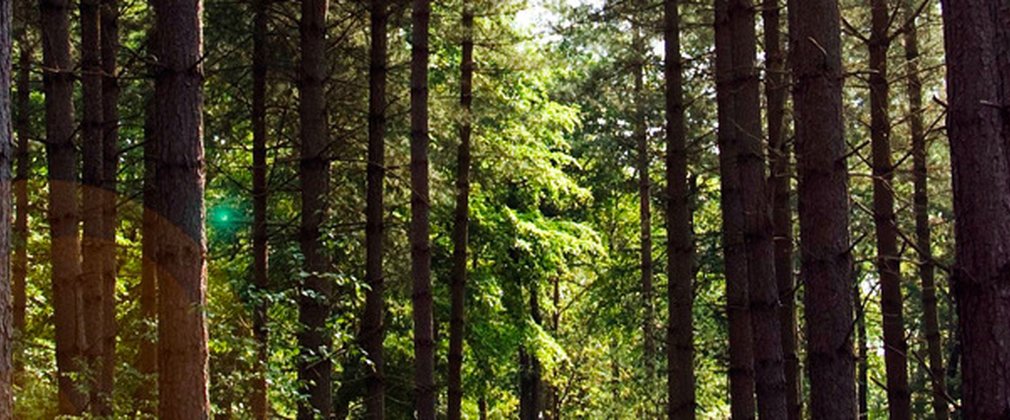 tree trunks with light shining through