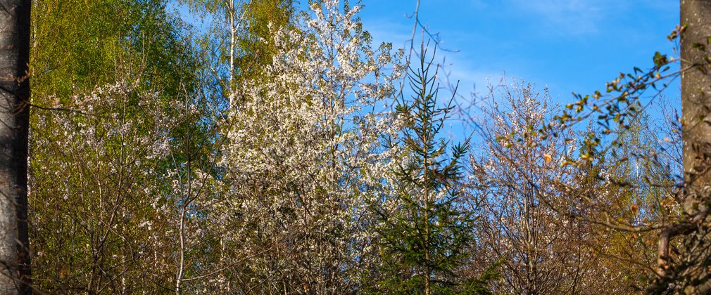 A tree with small white flowers stands within a woodland setting, with bright blue sky behind it