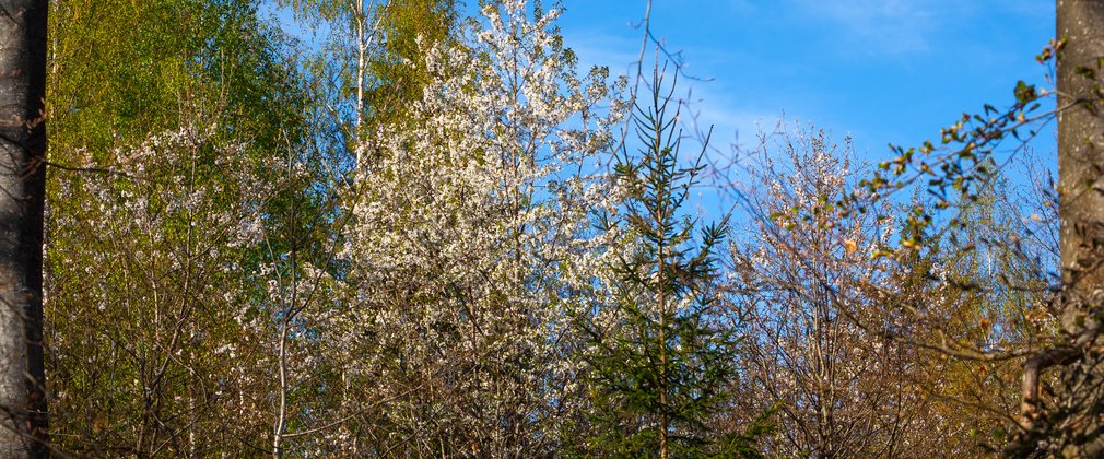 A tree with small white flowers stands within a woodland setting, with bright blue sky behind it