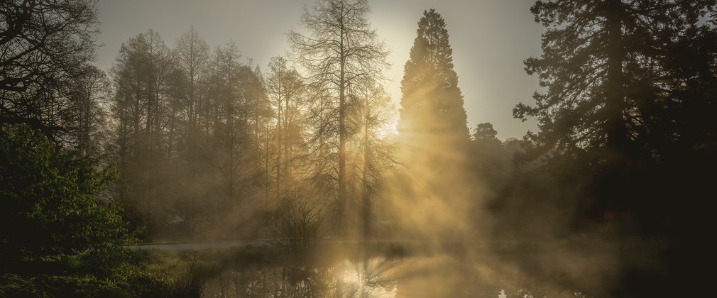 Bedgebury National Pinetum Dallimore Valley sunrise splitting the trees