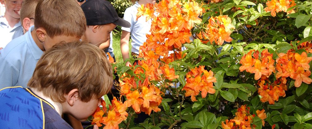 Learning about pollination