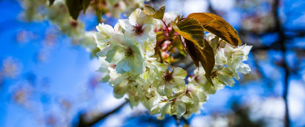 Spring Westonbirt