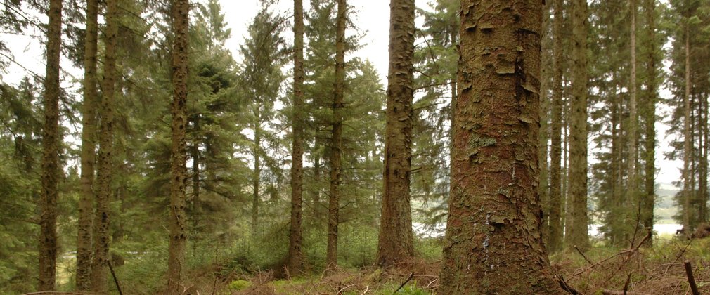 Close up of spruce tree trunk 