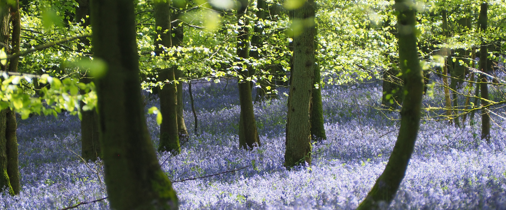 Bluebells in the forest