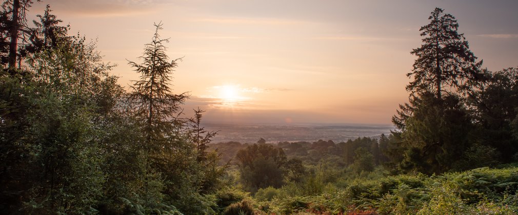 The sun is setting between conifer trees
