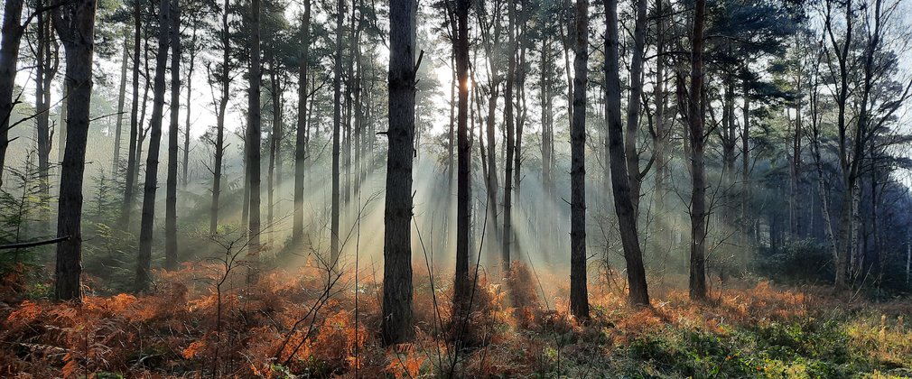 Sun shining through trees with bracken and grass covered in dew