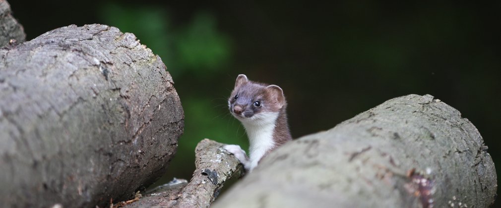 Stoat poking its head up between the logs in a timber stack