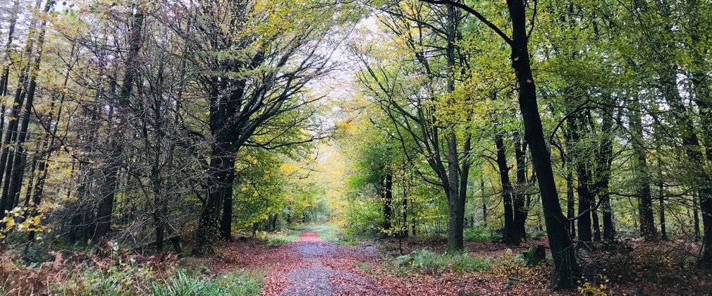 A path running between autumnal trees