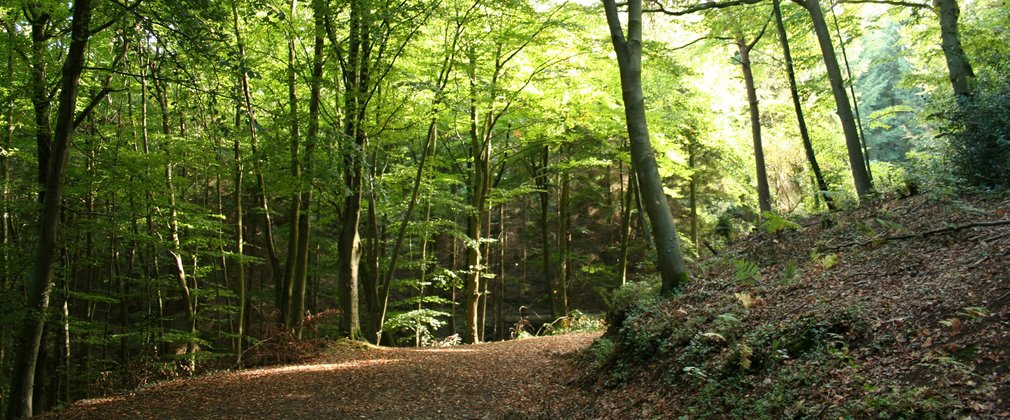 Shaded walking trail in Stoke Woods, Exeter