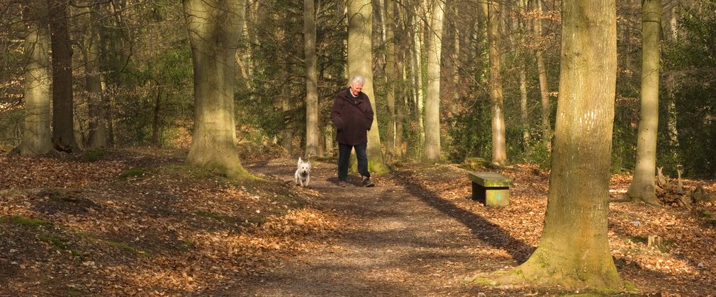 Man walking dog through autumnal forest