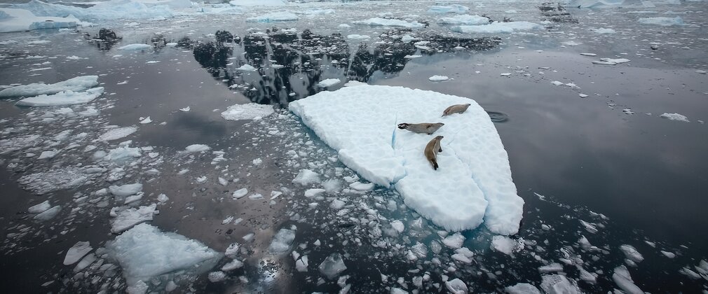 Three seals on a small ice floe against a mountainous icy landscape.