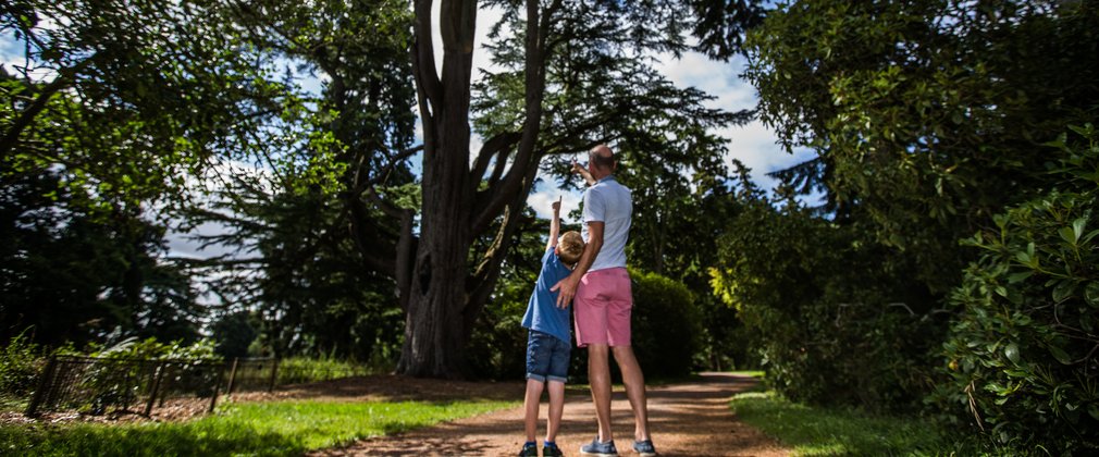 Summer Westonbirt