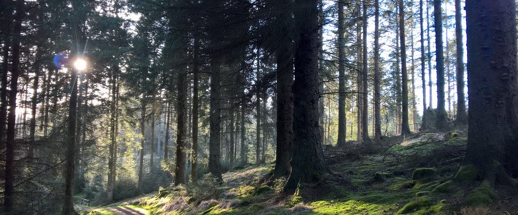 Sunlight through trees at Kielder Forest