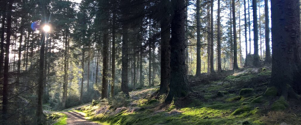 Sunlight through the trees in a forest