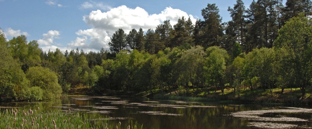 Large pond surrounded by tall trees on a sunny day