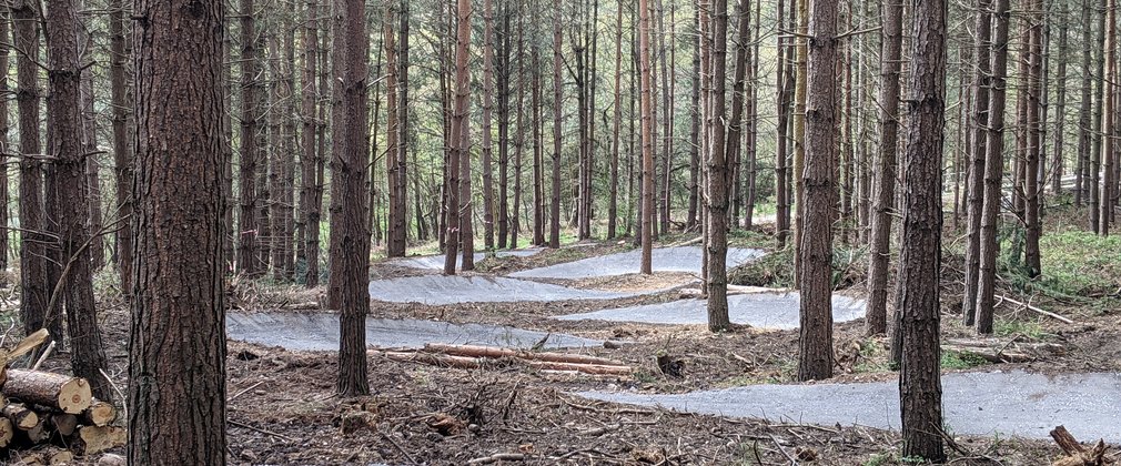 cycle trail in forest