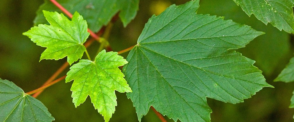 Close-up of green sycamore leaves, large and small.