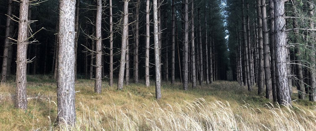 Thetford Forest