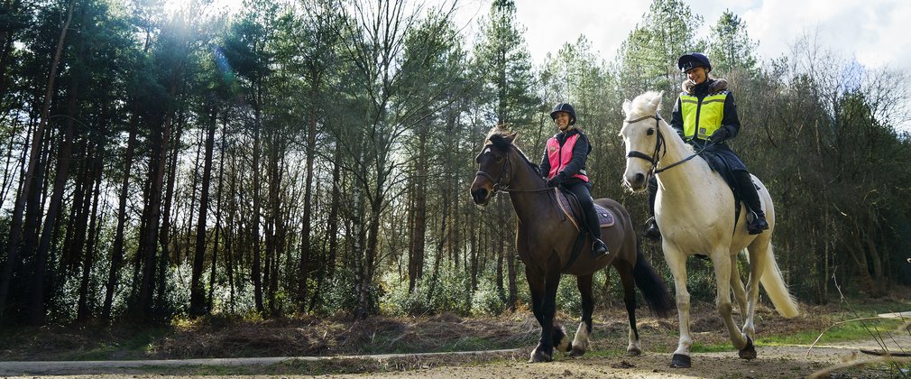 A grey horse and a brown horse in the woods with their riders