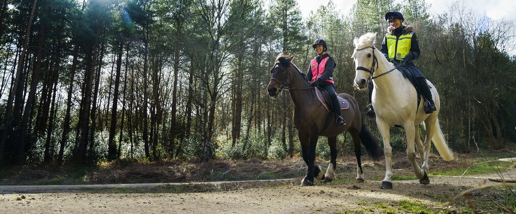 A grey horse and a brown horse in the woods with their riders