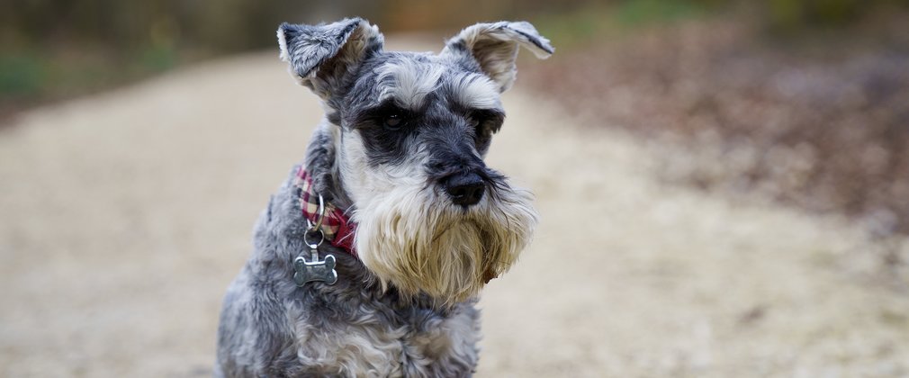 Small dog on a forest trail