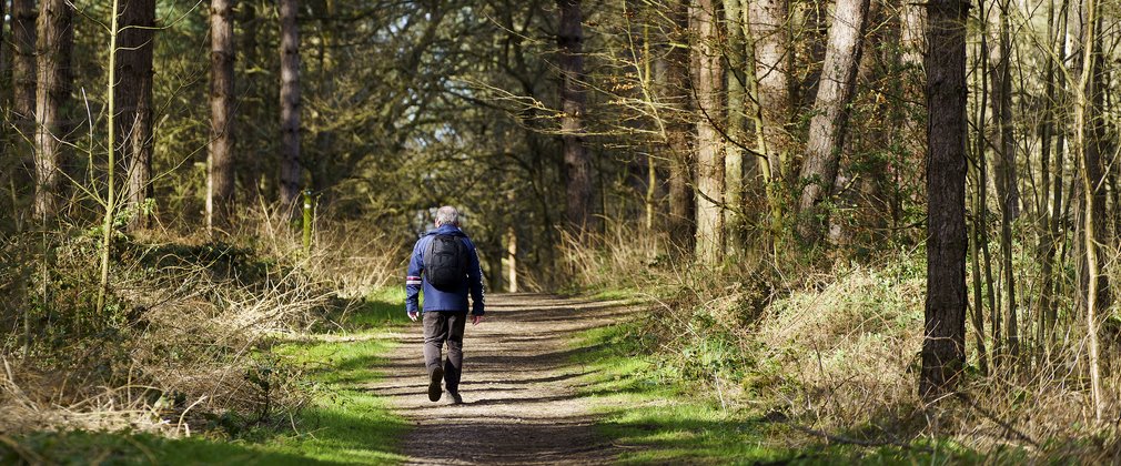 Man walking away down a forest trail