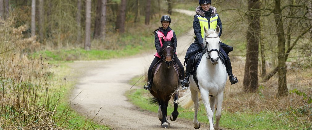 2 horse riders on a forest trail