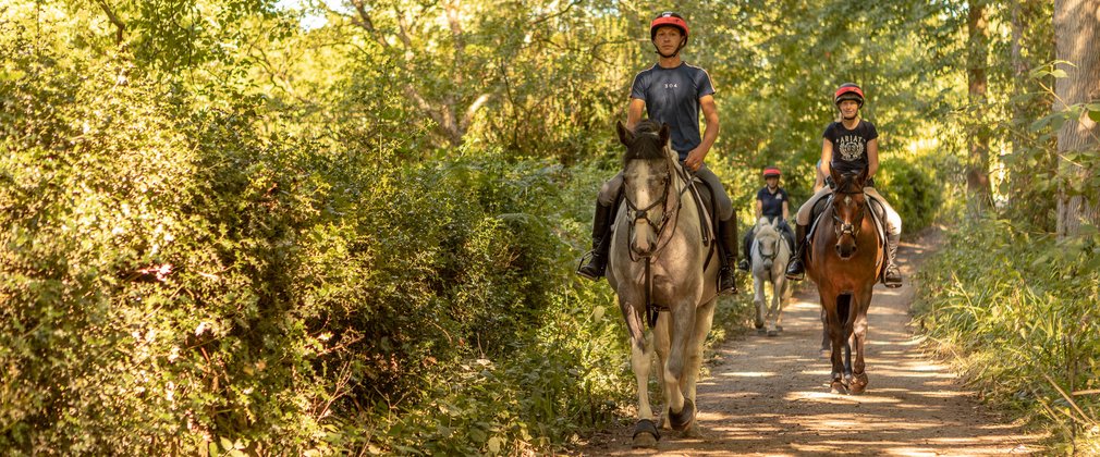 group horse riding at along forest path