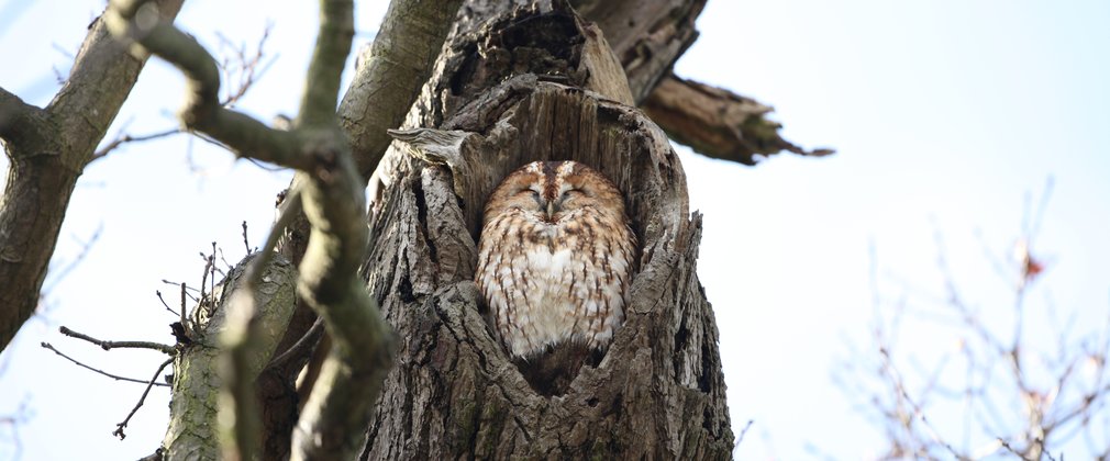 Tawny owl sat in hollow of tree looking content