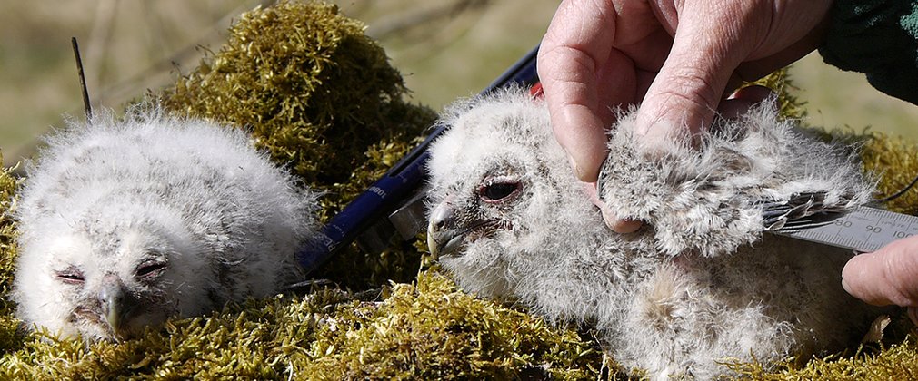 Two tawny owl chicks being measured and weighed