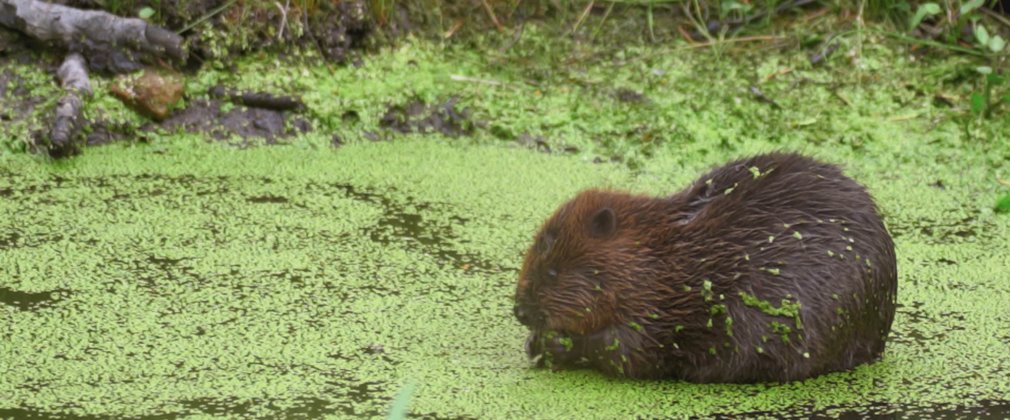 A beaver eating vegetation on a bank next to duckweed covered water