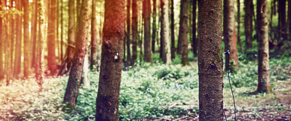 Trees in a forest at sunsent