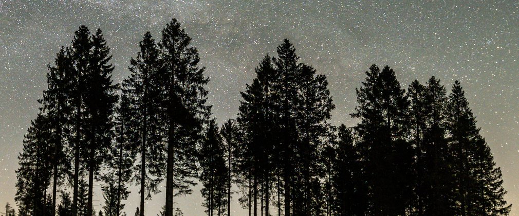 Stars in the night sky above conifer trees
